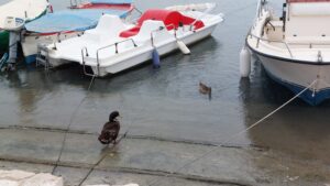 Scopri di più sull'articolo Porto Cesareo