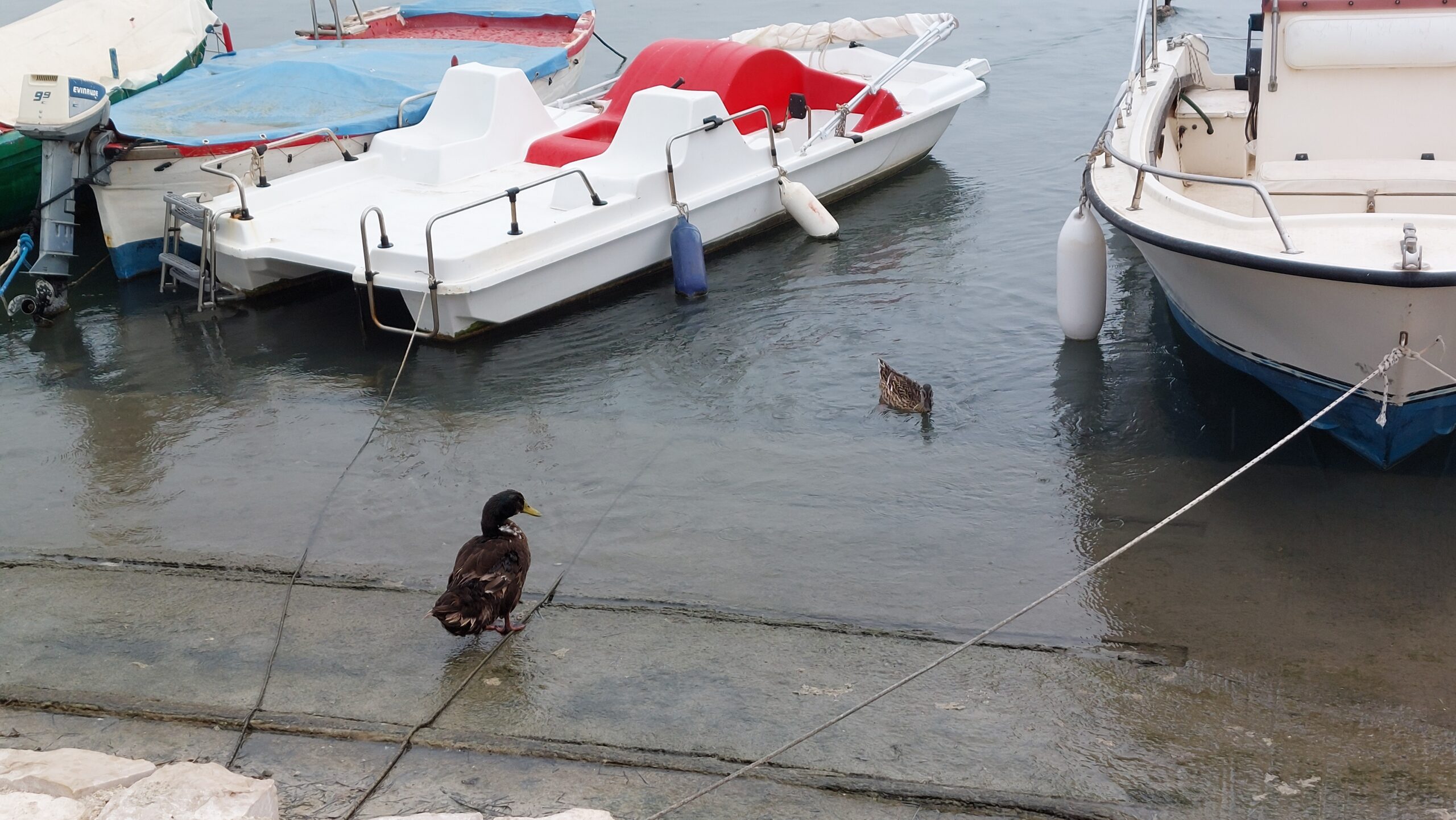 Al momento stai visualizzando Porto Cesareo