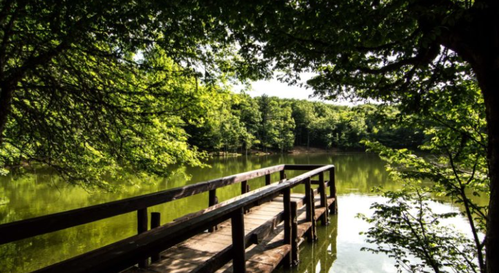 Al momento stai visualizzando La Foresta Umbra